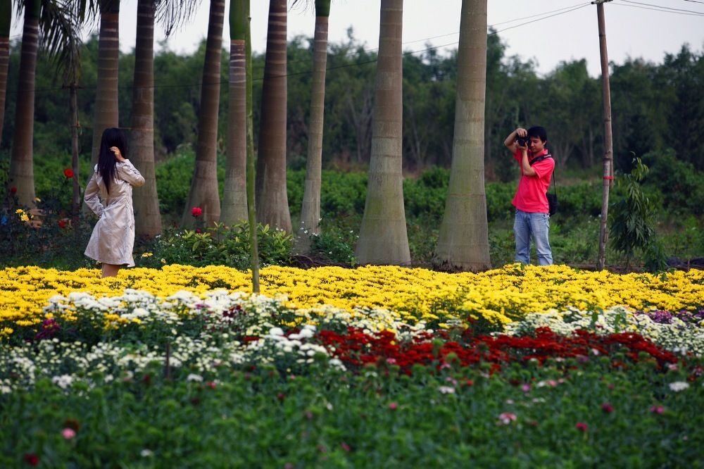 On the weekend, go to Xuan Quan flower garden to celebrate Tet early 0