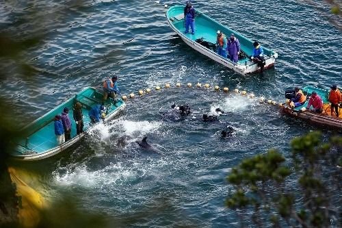 Bloody dolphin slaughter season in Japan 1