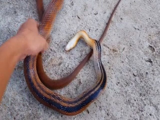 Video of a cobra pretending to be dead to fool viewers for many weeks 2